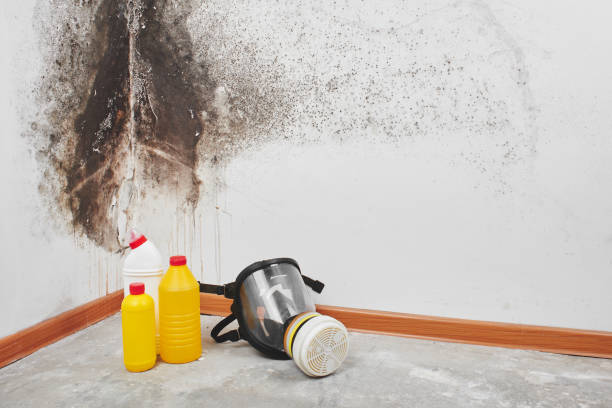 Best Black Mold Removal  in East Highland Park, VA
