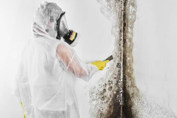 Best Professional Mold Removal  in East Highland Park, VA