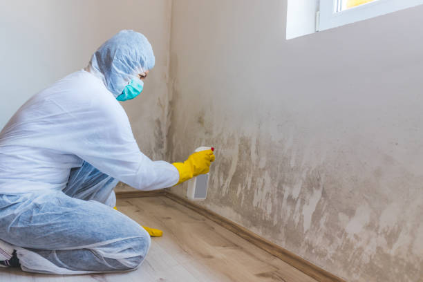 Home Mold Removal in East Highland Park, VA