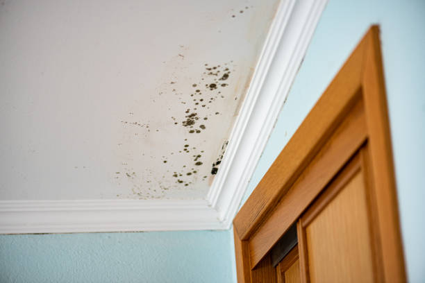Office Mold Removal Services in East Highland Park, VA