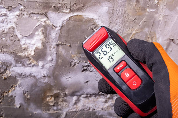Best Same-Day Mold Removal  in East Highland Park, VA