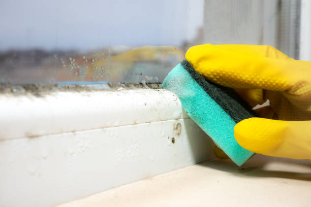 Best Affordable Mold Removal  in East Highland Park, VA