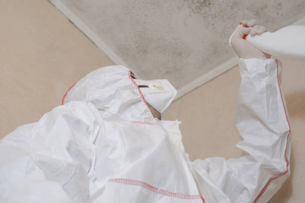 Trusted East Highland Park, VA Mold Removal Experts