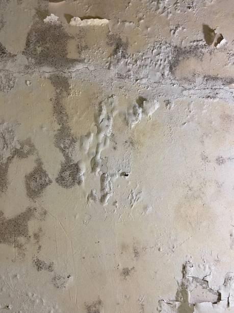 Best Office Mold Removal Services  in East Highland Park, VA