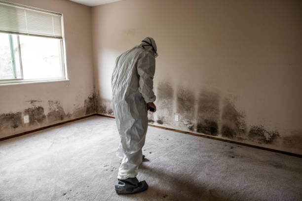 Certified Mold Removal in East Highland Park, VA