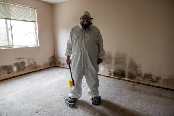 Best Black Mold Removal  in East Highland Park, VA