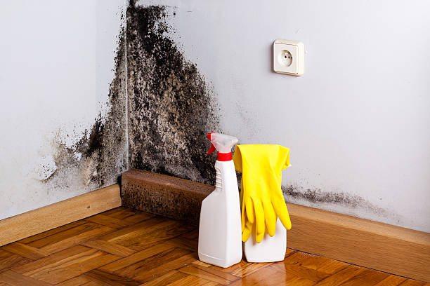Best Mold Remediation  in East Highland Park, VA
