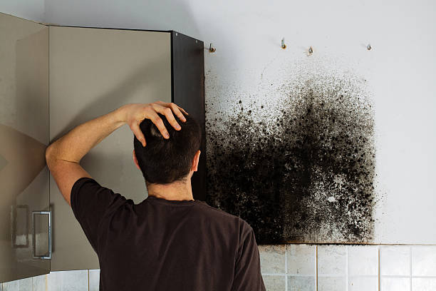 Best Certified Mold Removal  in East Highland Park, VA
