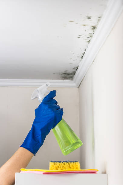 Best Mold Testing  in East Highland Park, VA